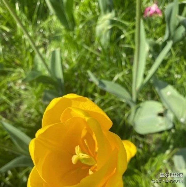 【折疊屏手機里的春天】花海