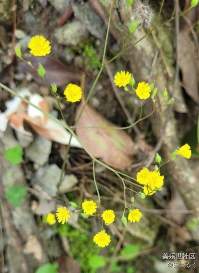 【折疊屏手機(jī)里的春天】小野花
