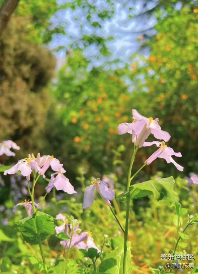 【春日限定】好天氣
