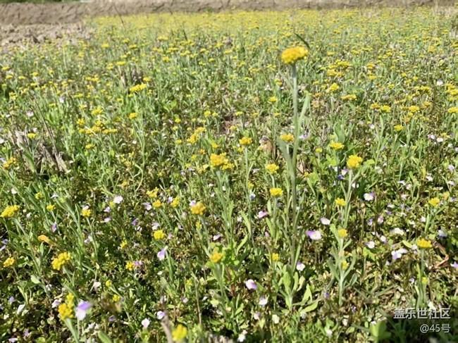 【折疊屏手機里的春天】春天的味道