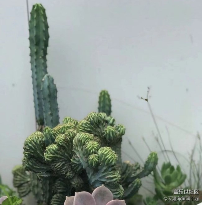 【折疊屏手機里的春天】種花