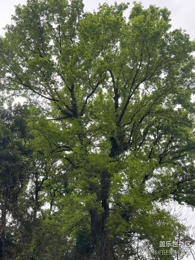 【折疊屏手機(jī)里的春天】周末爬山