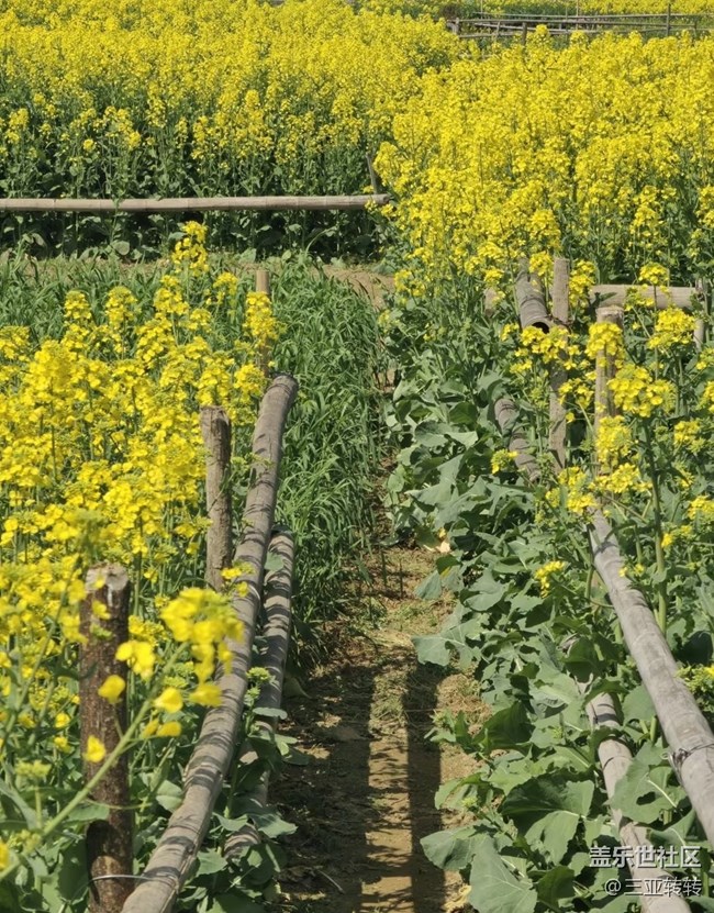 【折疊屏手機(jī)里的春天】一路生花