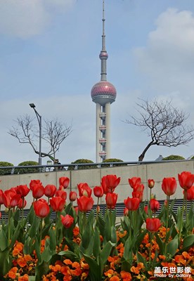 【春光里】+郁金香