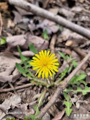 蒲公英