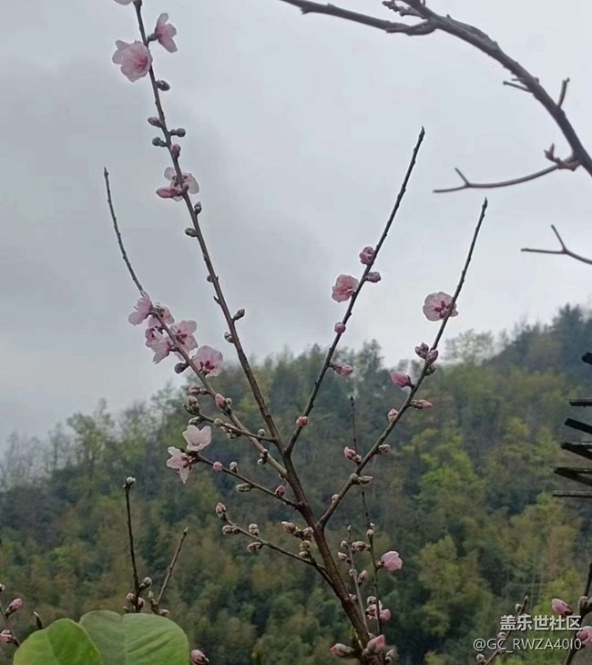 【折疊屏手機(jī)里的春天】花世界