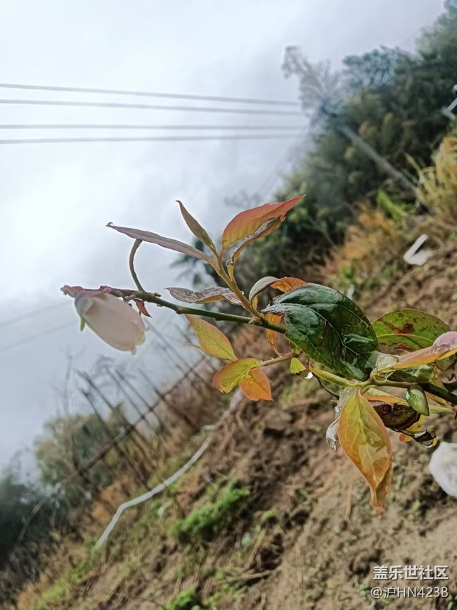 【折疊屏手機里的春天】藍莓