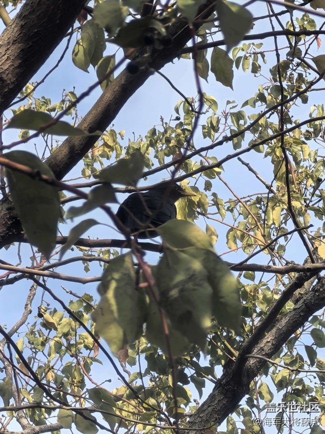 【迎春，在冬末】冬末尋春，在枝椏間等風(fēng)來