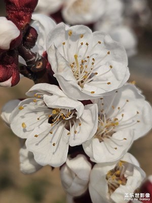 【春光里】花蕊