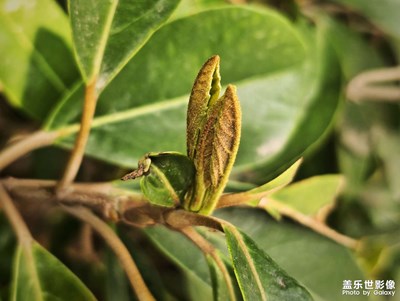 【春光里】+嫩芽