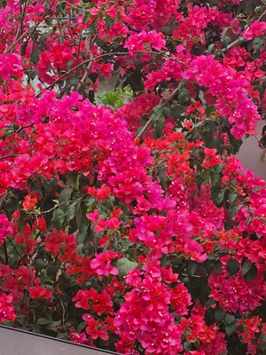 【春光里】春天來(lái)了