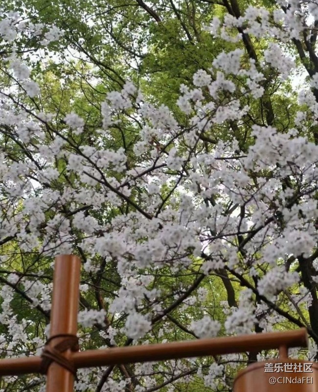 【折疊屏手機(jī)里的春天】春花開