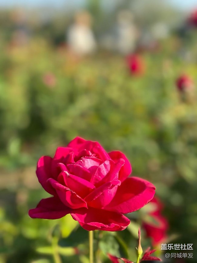 【折疊屏手機里的春天】玫瑰谷