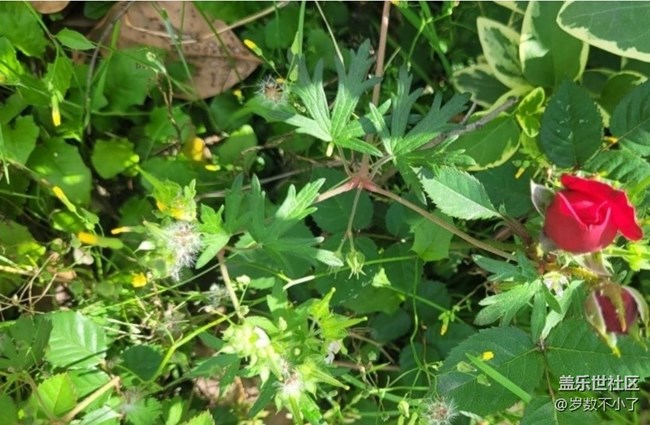 【折疊屏手機(jī)里的春天】養(yǎng)花