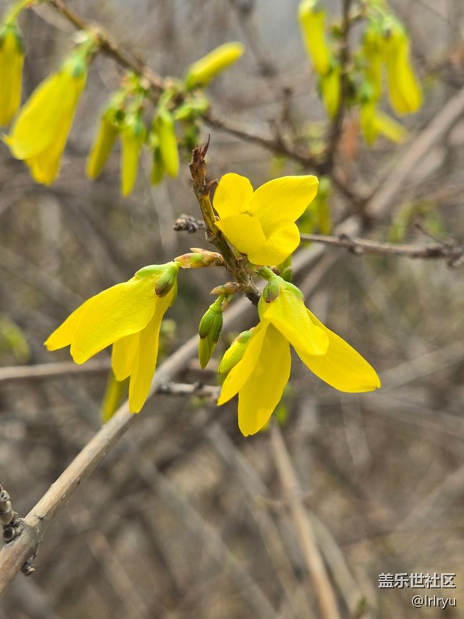 【繁花入夢(mèng)】春日小黃花