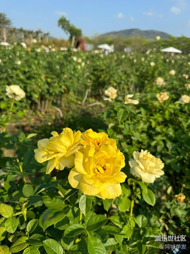 【折疊屏手機里的春天】玫瑰谷