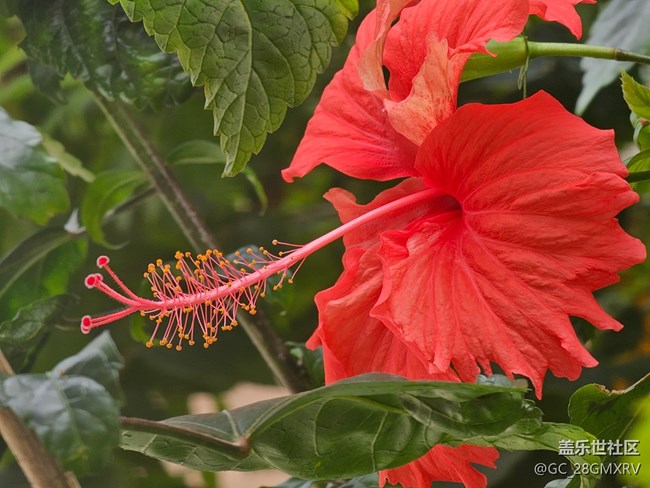 【折疊屏手機里的春天】春日隨拍