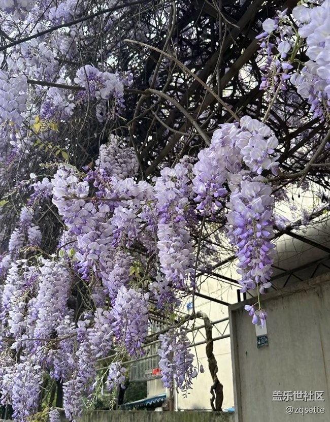 【折疊屏手機(jī)里的春天】紫藤花