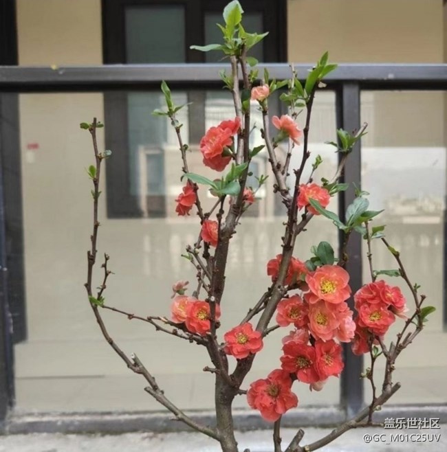 【折疊屏手機里的春天】后花園