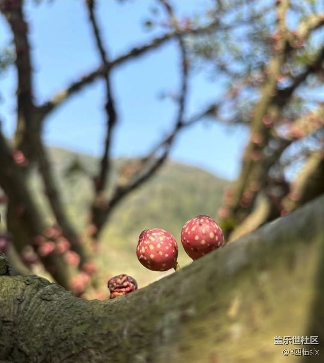 【折疊屏手機里的春天】小精靈