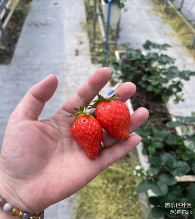 【春日限定】摘草莓