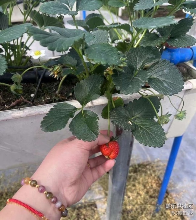 【春日限定】摘草莓