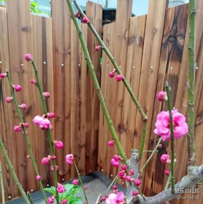 【折疊屏手機里的春天】花開滿枝頭