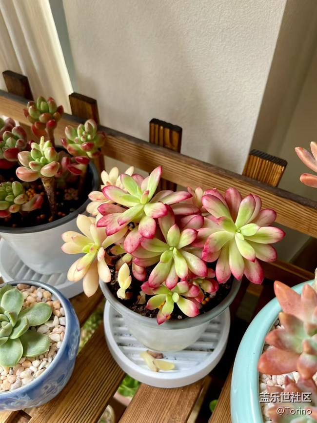 【折疊屏手機(jī)里的春天】小肉肉