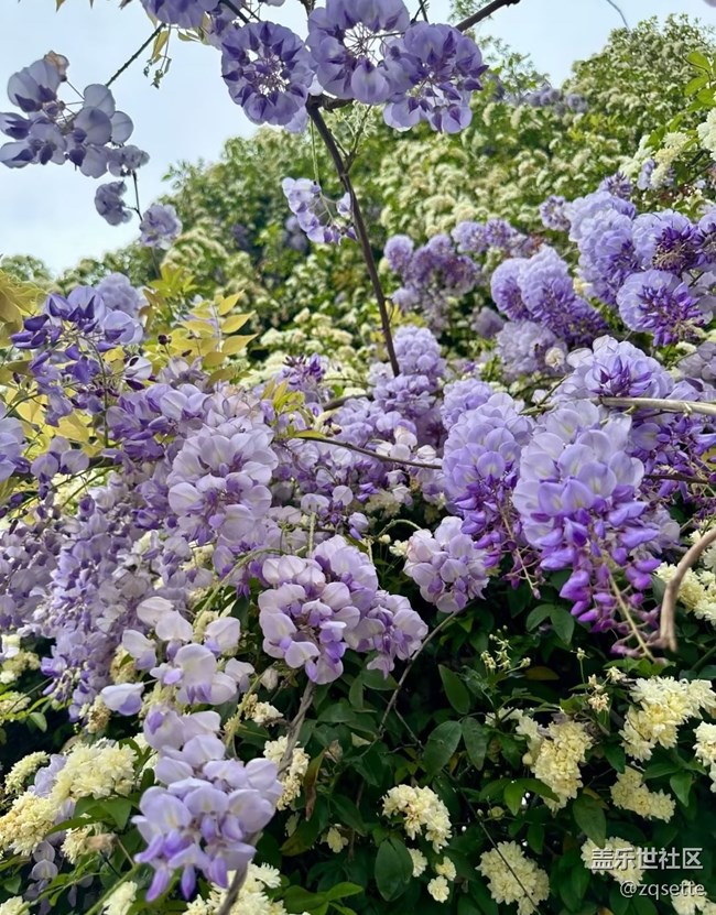 【折疊屏手機(jī)里的春天】紫藤花