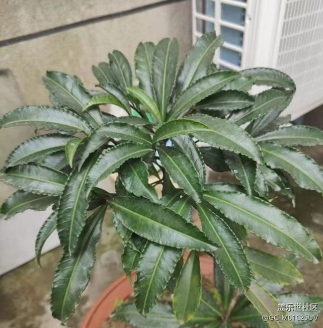 【折疊屏手機里的春天】后花園