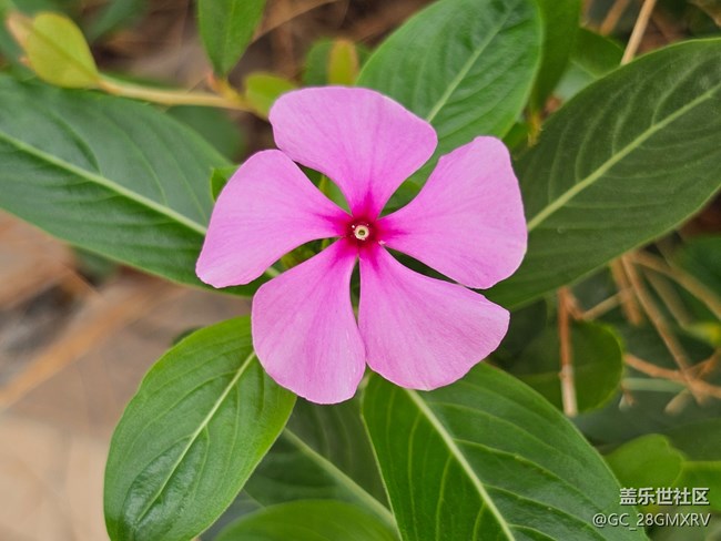 【折疊屏手機里的春天】春日隨拍