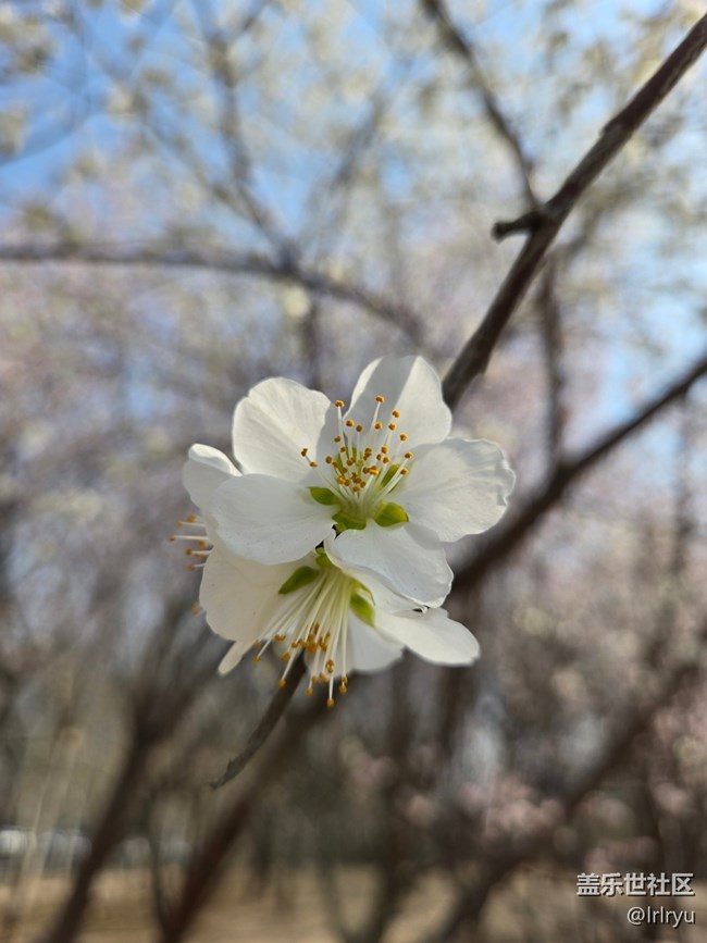 【繁花入夢】桃花初開