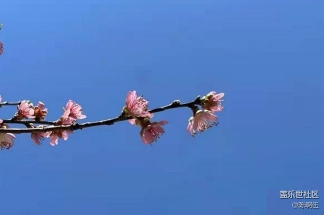 【折疊屏手機里的春天】陽光明媚