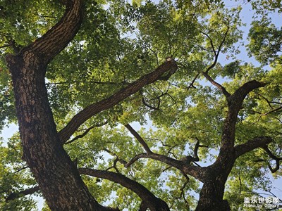 【春光里】大樹(shù)下