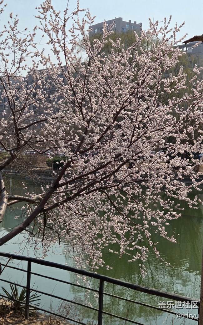 【春光拾趣】映春色