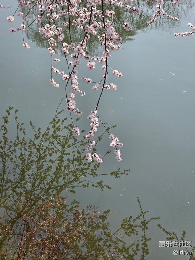 【春光拾趣】映春色