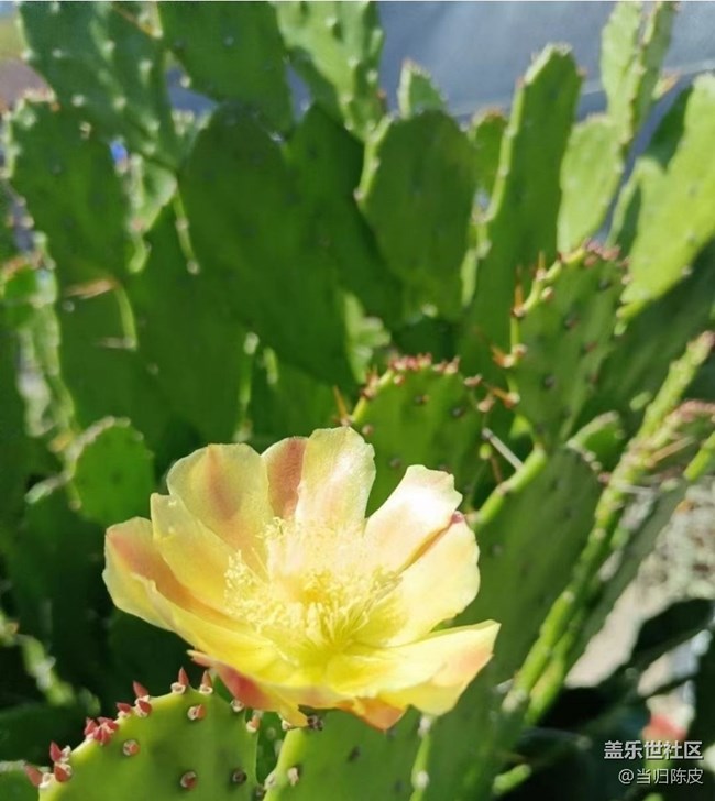 【折疊屏手機里的春天】閃亮的春天