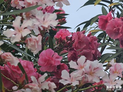 【春光里】花朵開(kāi)放