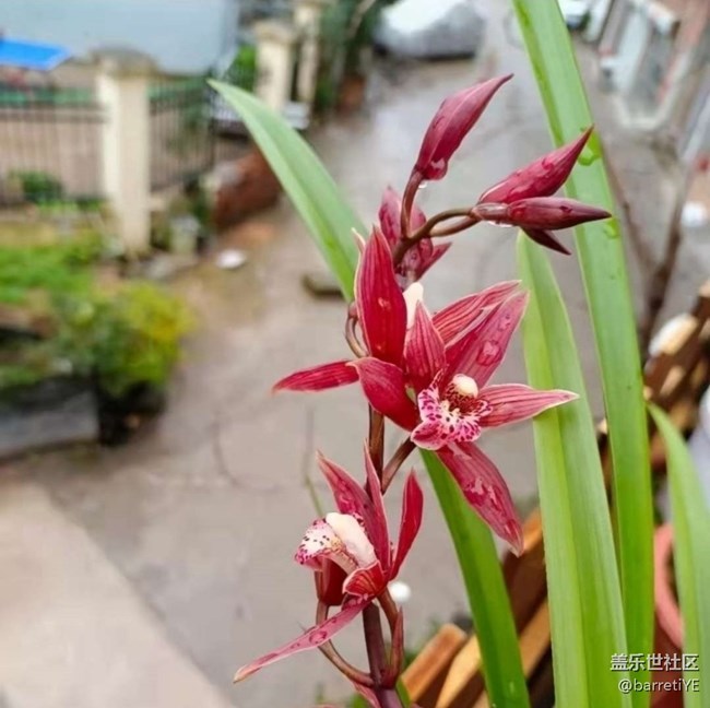 【折疊屏手機里的春天】花開滿枝頭