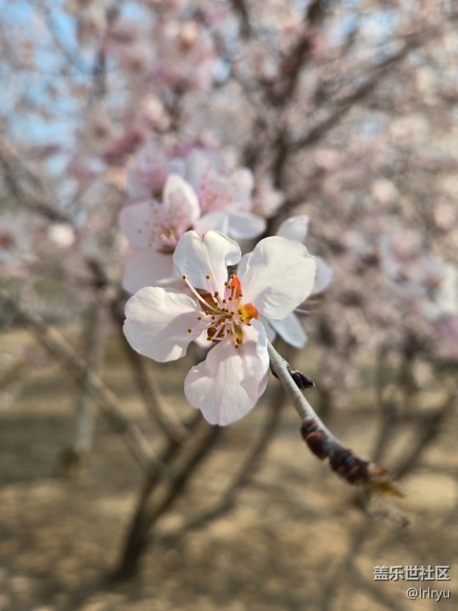 【繁花入夢】桃花初開