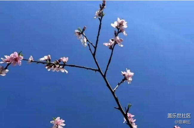 【折疊屏手機里的春天】陽光明媚