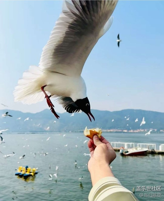 【春日限定】滇池