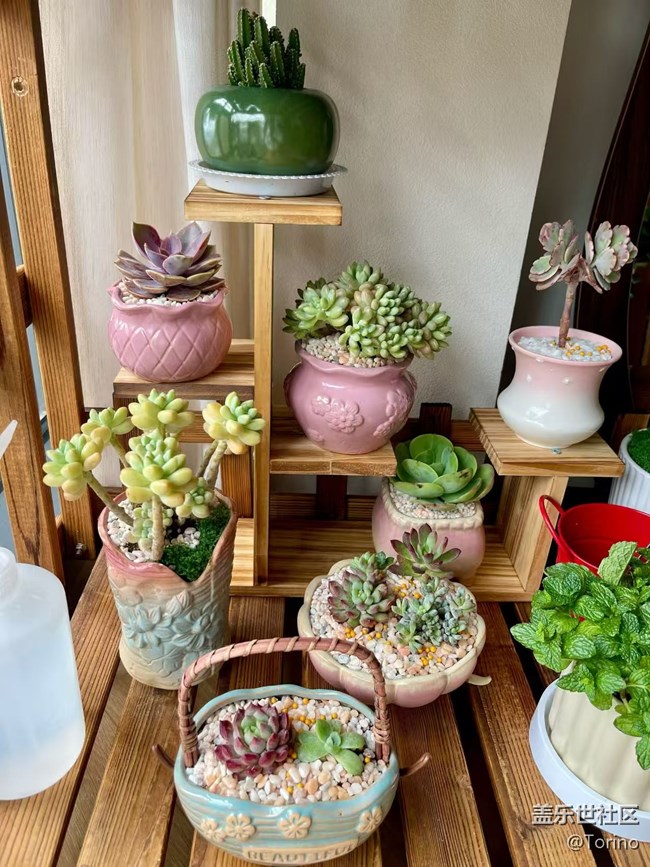 【折疊屏手機(jī)里的春天】小肉肉