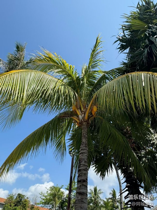 【春日限定】天涯海角