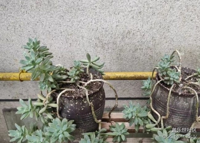 【折疊屏手機里的春天】后花園