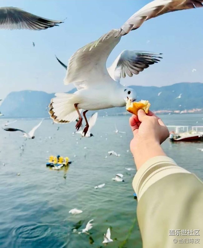 【春日限定】滇池