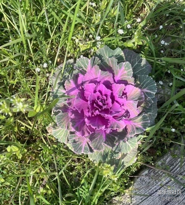 【春日限定】摘草莓