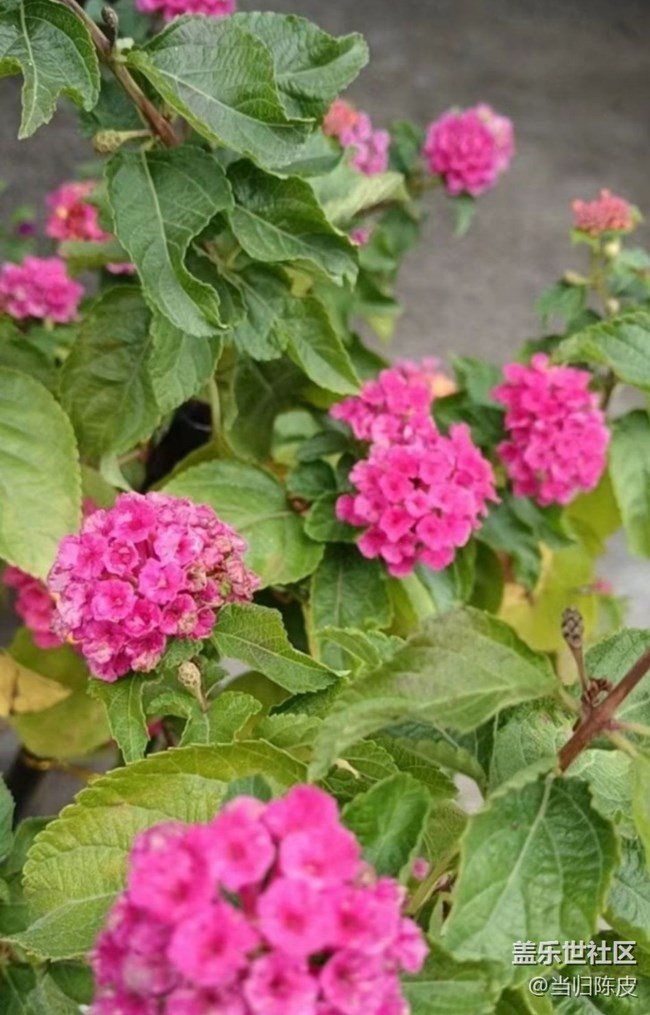 【折疊屏手機里的春天】閃亮的春天