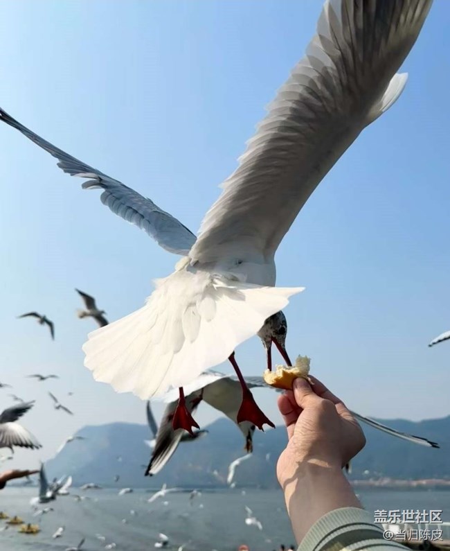 【春日限定】滇池