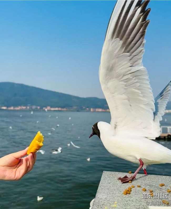 【春日限定】滇池